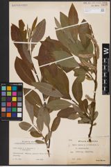 Foto von Salix caprea L. x Salix viminalis L.